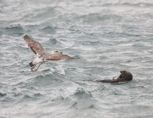 Obraz premium Sea otter floating on its back and eating as a gull flies in to try to get a meal. Monterey Bay, California, December 2021. 