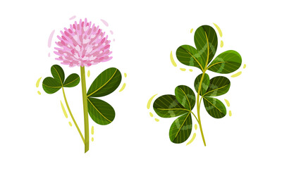 Purple Trifolium or Clover Flower Head on Green Stem with Trifoliate Leaves Vector Set
