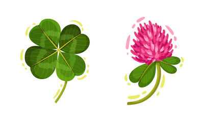 Pink Trifolium or Clover Flower Head on Green Stem with Trifoliate Leaves Vector Set