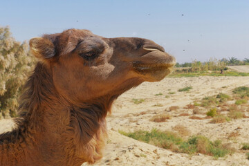 Portrait of a cute camel standing on the sand in front of the trees in Egypt