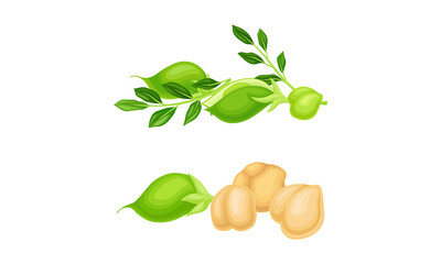 Chickpea Beige Pile with Green Pod as Annual Legume Plant Vector Set