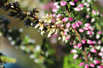 Delicate pink and white flower buds on a Heather plant