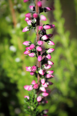Macro of delicate flowers on a Heather plant