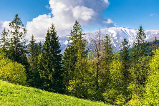 forest on the alpine meadow in spring. beautiful countryside scenery in morning light. clouds on the blue sky above the snow capped summit in the distance