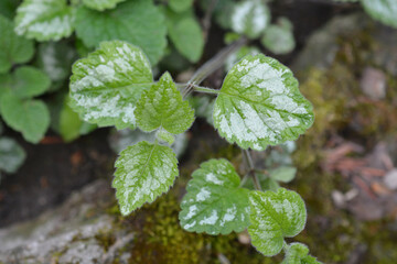 Variegated Yellow archangel