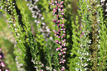 Delicate pink and white flower buds on a Heather plant