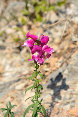 Snapdragon flowers