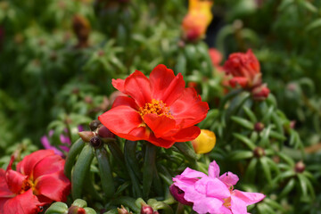Fototapeta premium Moss-rose purslane