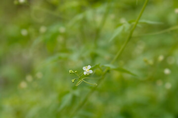 Balloon vine