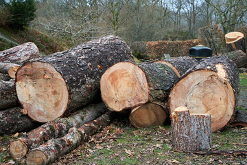 Sawn timber logs from a fallen tree after a destructive storm 