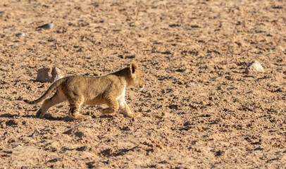 Lion Cubs in the Kgalagadi