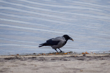 A crow bird is looking for food on the shore of the lake on a cloudy day.