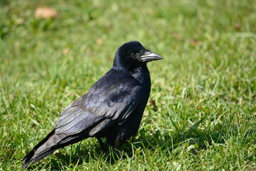 crow on the grass