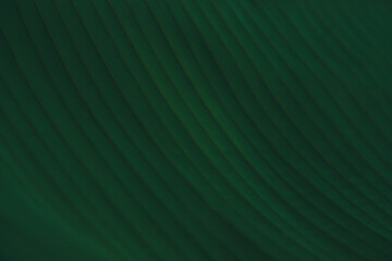 Tropical Palm leaves in the garden, Green leaves of tropical forest plant for nature pattern and background. Dark color flat lay tone for input text.