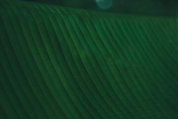 Tropical Palm leaves in the garden, Green leaves of tropical forest plant for nature pattern and...