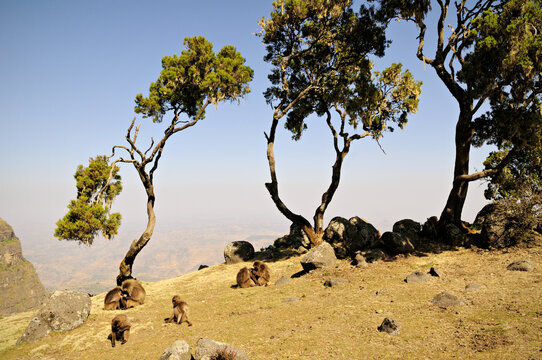 Arbes et singes G&eacute;ladas dans le parc national des montagnes du Simien, Ethiopie