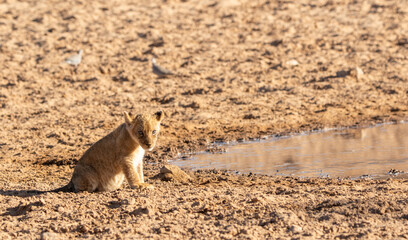 Lion Cubs in the Kgalagadi