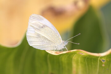 Small white butterfly on leaf