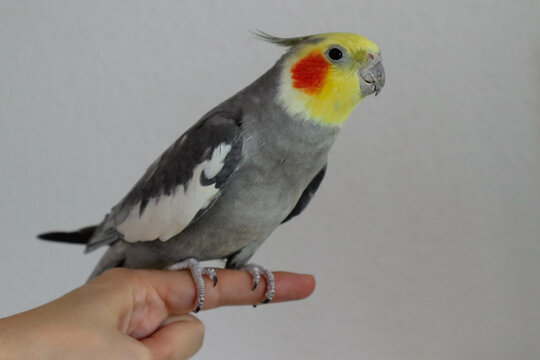 A male tame Cockatiel sits on a Finger