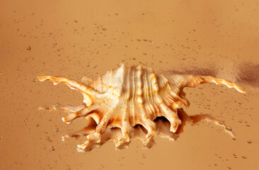 Fototapeta na wymiar A shell of an interesting shape with drops of water, lying on the sand on a sunny day. Sea background. The shell of the gastropod mollusk Lambis chiragra on a blurry background.