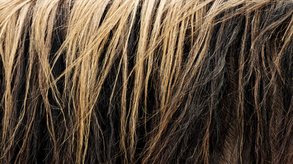 Horse mane close-up. Colorful bicolor Lusitano grullo horse hair with natural highlighting background.