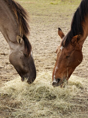 Two horses eating hay from one hay pile from the ground. Horses feed together.