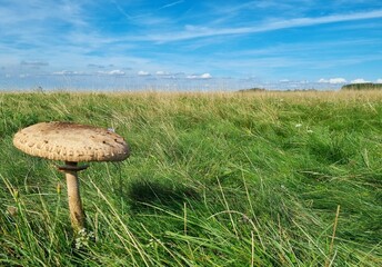 Einsamer Pilz im Gras