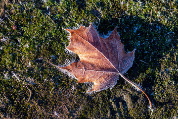a single leaf with ripe on a frozen meadow on a winter morning 
