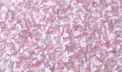 Soft pastel pink lilac flowers texture background. Beautiful decorative rosy lilac blossom and petals wallpaper.