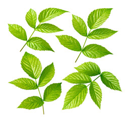 Raspberry leaf isolated on white. Raspberry green leaves set top view.
