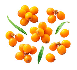 Collection of sea ​​buckthorn berries and leaves isolated on white. Sea ​​buckthorn berry  and green leaf set top view.