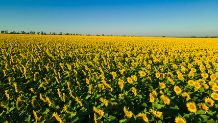 sunflower seed field top view