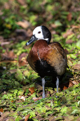 White-faced Whistling Duck (Dendrocygna viduata)
