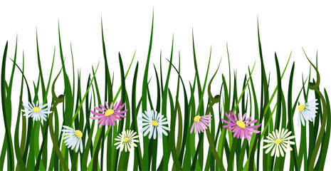 Seamless border. Grass, greens in vector. Chamomile on a background of grass