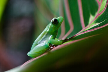 frog