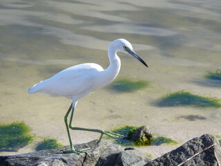 Juvenile little blue heron in the Merritt Island National Wildlife Refuge, Florida
