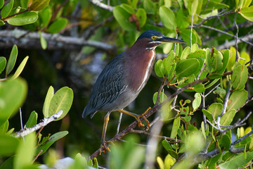 Green heron in the Merritt Island National Wildlife Refuge, Florida