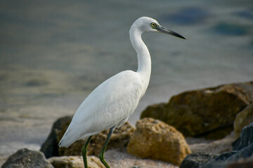 Juvenile little blue heron in the Merritt Island National Wildlife Refuge, Florida