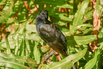 A male boat tail grackle perched on a fence