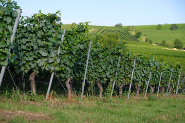 Fototapeta na wymiar Old vineyards near Bodenheim, Rheinland Pfalz, Germany Summer morning. Wine region.