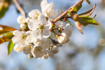 Blooming apple tree on a blurred natural background. Selective focus. Spring background with white flowers