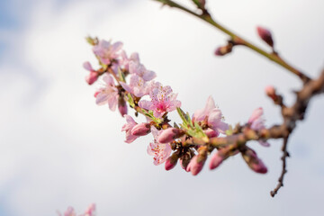 Blooming peach tree on a blurred natural background. Selective focus. Spring background with pink flowers