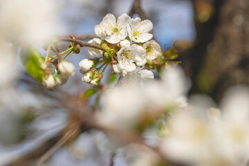 Blooming apple tree on a blurred natural background. Selective focus. Spring background with white flowers