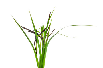 Grass stems with leaves isolated on a white background.