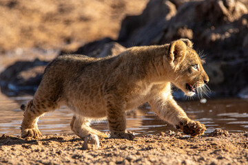 Lion Cubs in the Kgalagadi