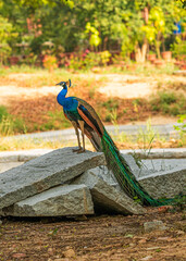 Naklejka premium Peacock perching on a rock