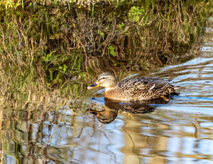 Reflection of a female mallard duck on the water.