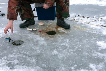 The fisherman's hand reaches for a winter fishing rod. Fishing rods are on the holes. A caught fish lies on the ice. Winter fishing.