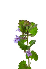 Creeping charlie (Glechoma hederacea) know as ground-ivy, gill-over-the-ground, alehoof, tunhoof, catsfoot, field balm, run-away-robin isolated on a white background.