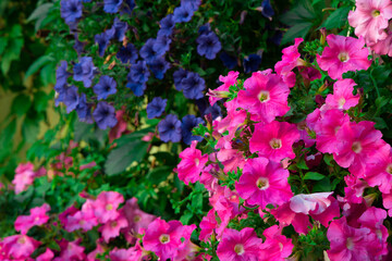 Obraz premium bright colorful flowers rose and purple blue shades in garden bush with green foliage springtime blossom season